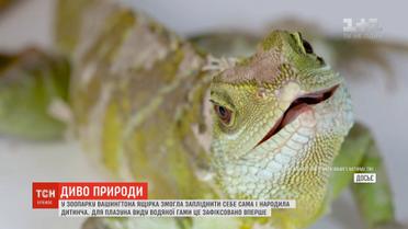 У зоопарку Вашингтона ящірка змогла запліднити себе сама і народила дитинча