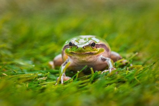17 травня гучно кумкають жаби — до негоди / © unsplash.com