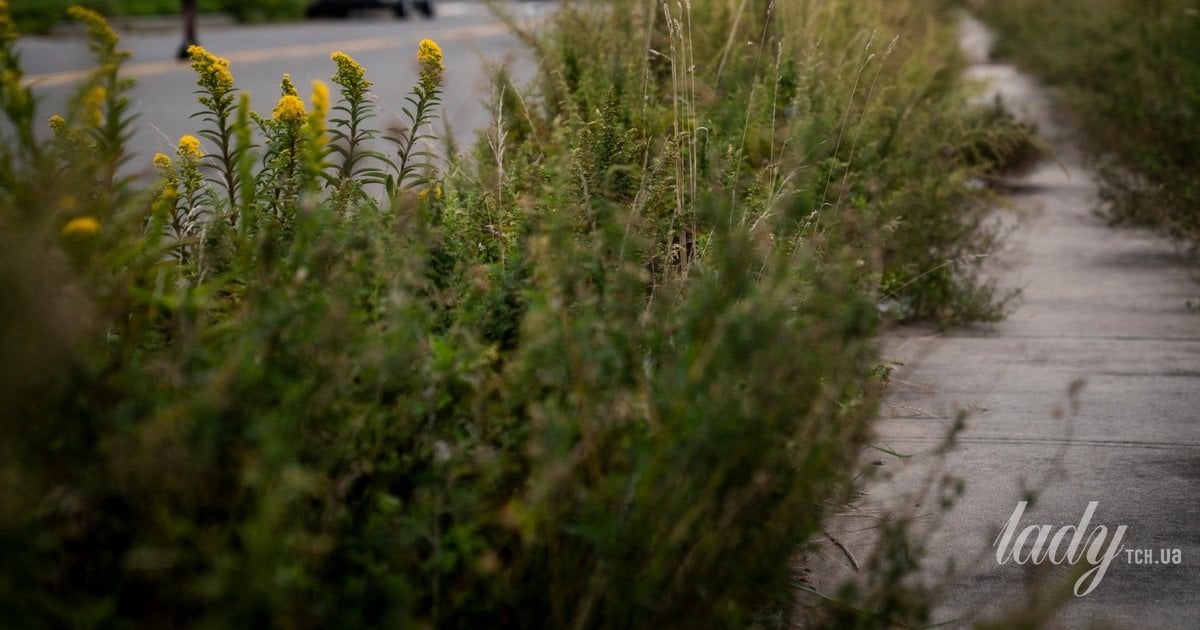 Как навсегда избавиться от сорняков