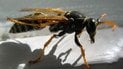 Оса. Фото: Alex Blokha/CC BY-SA 3.0