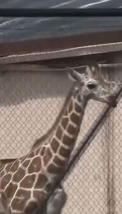 У США семимісячна жирафа втекла із дитячого зоопарку у місті Форт-Вейн