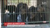 Долгое путешествие: семья медведей из зоопарка Херсона отправилась в Прикарпатье