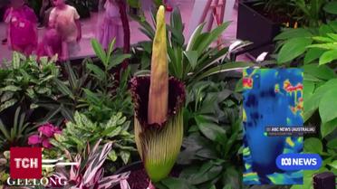 Смердюча квітка розцвіла раз на 10 років!