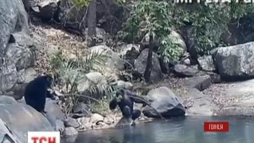 Сеть подорвало видео, в котором шимпанзе занимаются рыбалкой