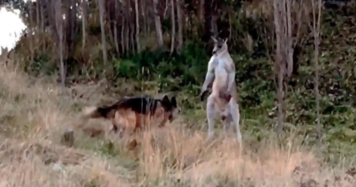 Эпическая битва: в Австралии кенгуру сошелся в поединке с овчаркой