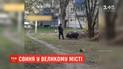 В столице заметили женщину, которая выгуливала свинью вблизи многоэтажек