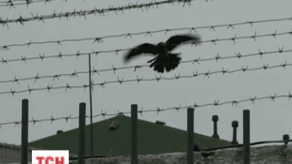 В России находится около тридцати политзаключенных украинцев