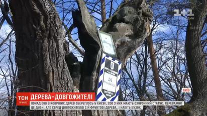 У столиці збереглися понад 500 віковічних дерев