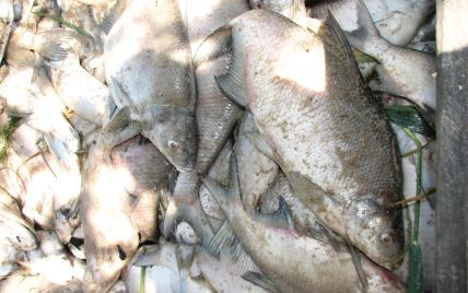На Кировоградщине в реке погибли десятки тонн рыбы