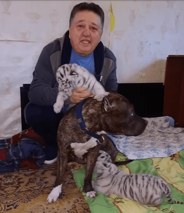 В экопарке под Харьковом собака взяла под опеку тигрят, от которых отказалась мать-тигрица: появилось видео