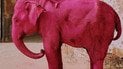 В Індії пофарбували слона у рожевий колір: тварина загинула