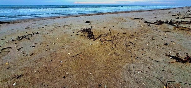 Розлив олії в Одесі / Фото: Національний природний парк «Тузлівські лимани» / © соцмережі