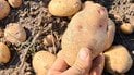 Коли купувати картоплю на зиму