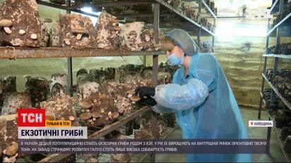 Чем покоряют украинцев грибы из Азии | Новости Украины