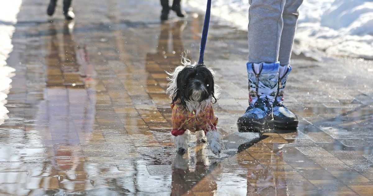 Найближчими днями до України прийде справжня весна