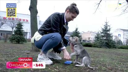 Прихистили вуличне цуценя: історія Байрактара і його нових власників