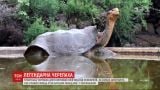 Повернення батька-героя: на Галапагосах готуються зустрічати легендарну черепаху Дієго