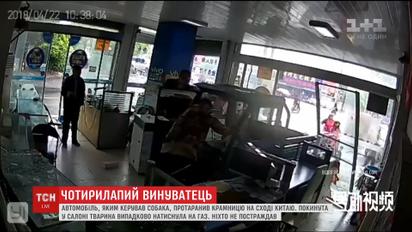 Пес за рулем фургона устроил погром в китайском магазинчике