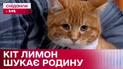 Герой Сніданківського ролику кіт Лимон шукає родину  – Кохання з першого мяу/гав