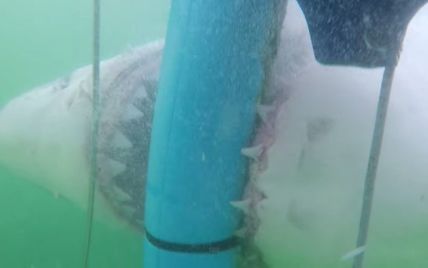 В Сеть выложили жуткое видео, на котором гигантская акула атакует клетку с туристами