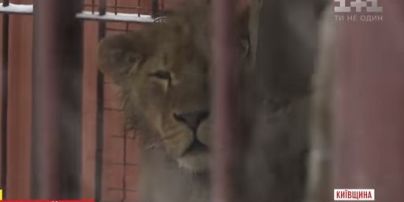 У селі під Києвом у приватному подвір'ї у жахливих умовах тримають лева