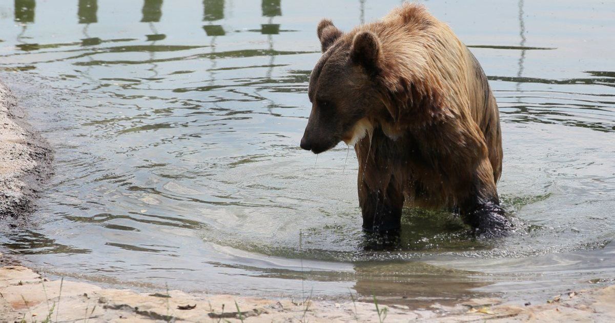 Водні процедури, морозиво і кавуни: як в українських зоопарках тварин рятують від спеки