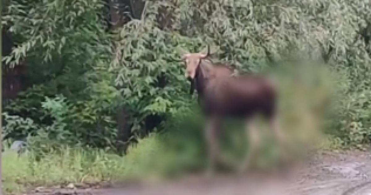 У Києві біля станції метро "Житомирська" помітили лося: відео
