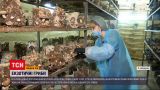 Чим підкорюють українців гриби родом з Азії | Новини України