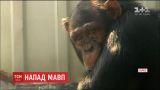В харьковском эко-парке смотритель нарушил правила безопасности и пострадал от нападения обезьян