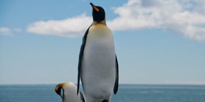 Крупнейшая в мире колония королевских пингвинов уменьшилась на 90%