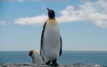 Крупнейшая в мире колония королевских пингвинов уменьшилась на 90%