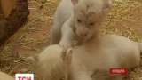 У зоопарку під Києвом народилося 5 левенят рідкісного виду