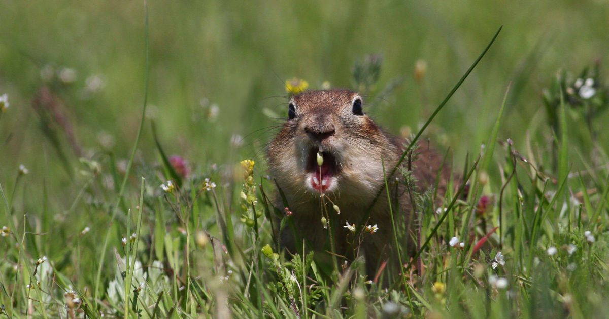 Ховрах / Фото: Віктор Севідов