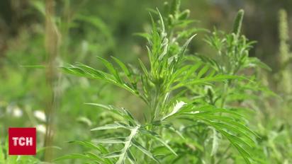 Небезпечна амброзія: як алергикам вберегтися від підступного бур'яну