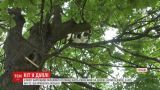 Кот польского города Бартошице более шести лет живет на дереве