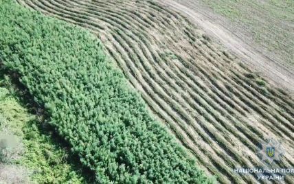 В Одеській області виявили масштабну плантацію конопель на мільйони гривень