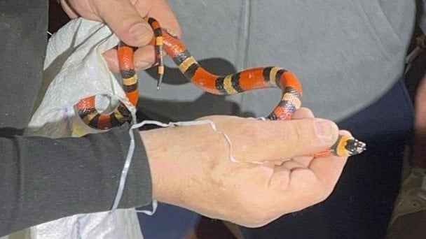 Гондураська королівська змія, яку знайшли у пральній машині / © КП "Центр поводження з тваринами"/Facebook