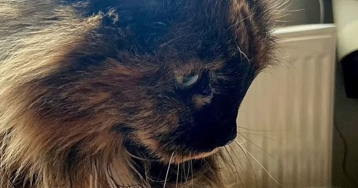 Рекордні 32 роки: кішка-довгожителька має всі зуби та всього двічі була у ветеринара (фото)