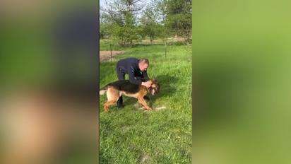 Щемке відео зустрічі прикордонника зі своїм вірним псом