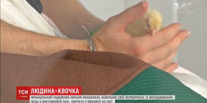 Французький художник Авраам Пуншеваль висидів чотири яйця