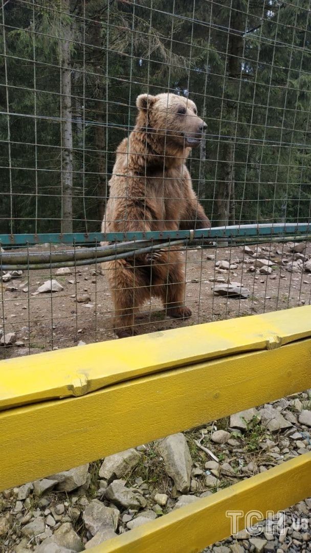 Реабилитационный центр бурых медведей, фото: Ольга Кузьменко / © 