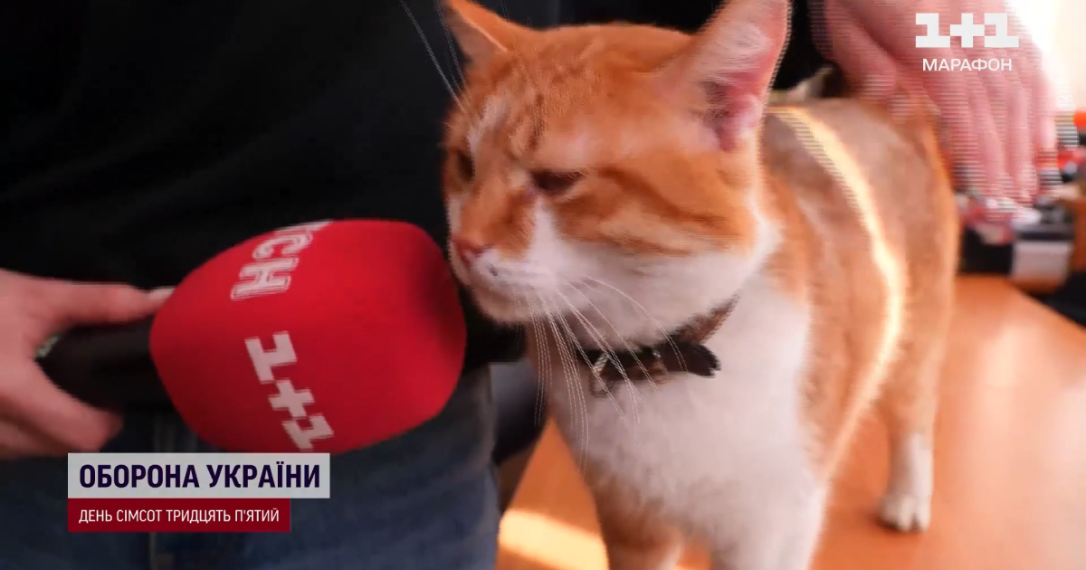 Кіт Ізюм