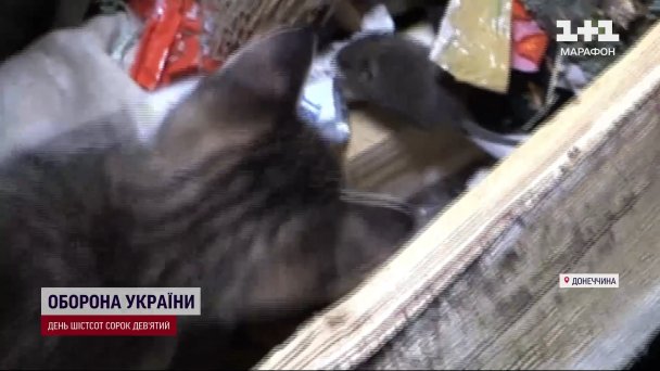 Котенок с мышью в блиндаже