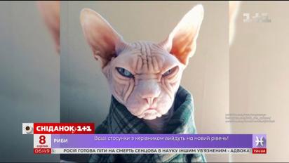 Найпопулярніші коти Інтернету