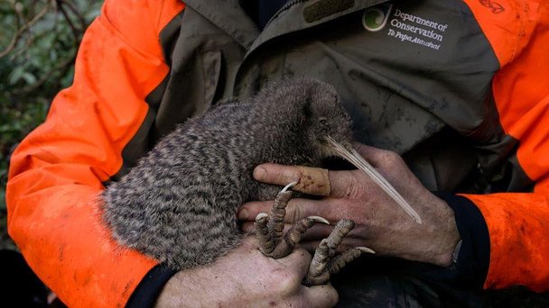 Знайдений у Новій Зеландії ківі / © Bild