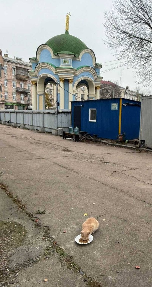 Кіт, якого врятували. / © Вадим Кириленко / Facebook