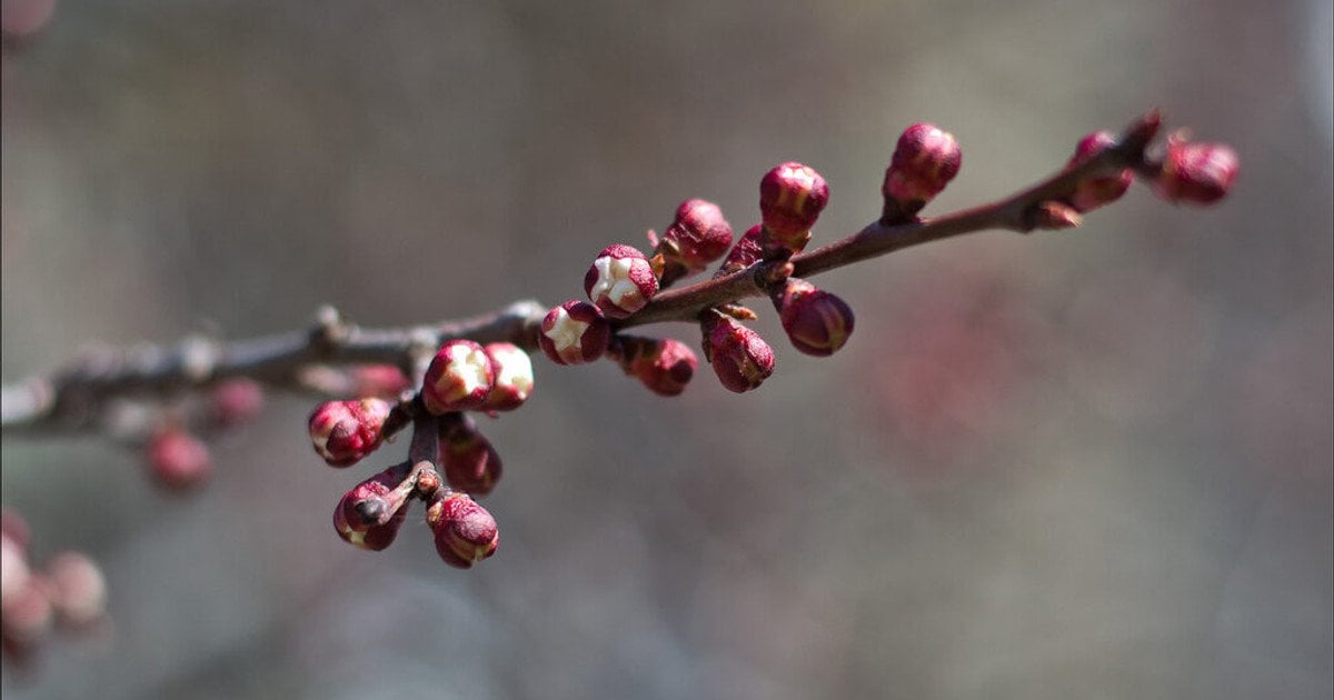 Перша обробка від моніліозу.