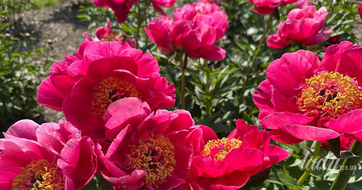 Гороскоп на травень 2026 року