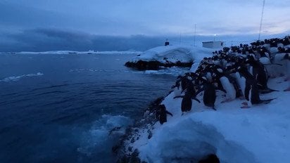 У Мережі показали ранковий ритуал пінгвінів в Антарктиді