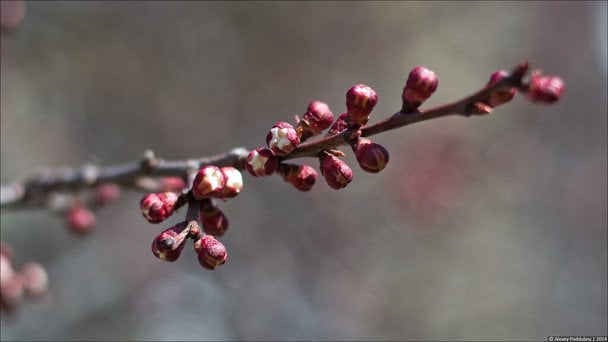 Коли та чим обробити абрикос та персик від моніліозу навесні: важливо не пропустити перше оприскування